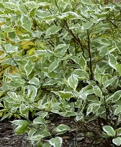 Albo-variegata