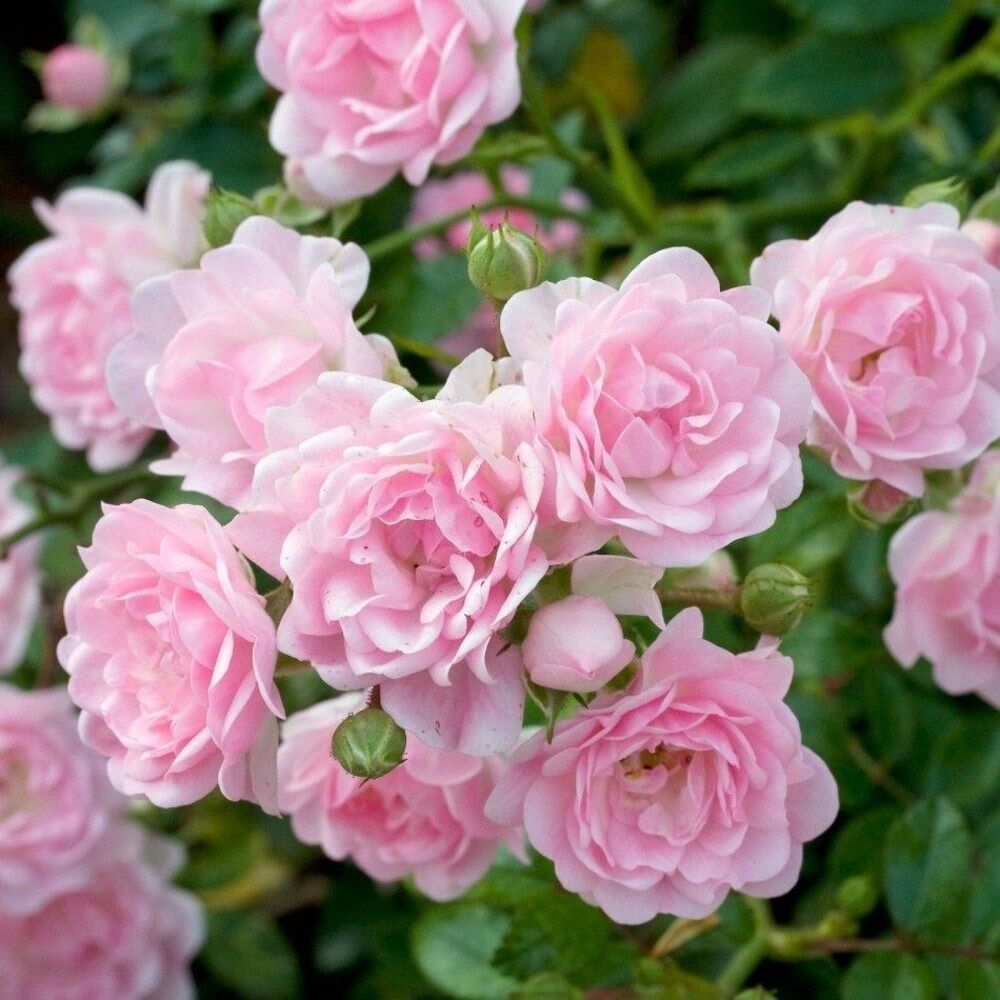 Почвопокровные розы фейри фото