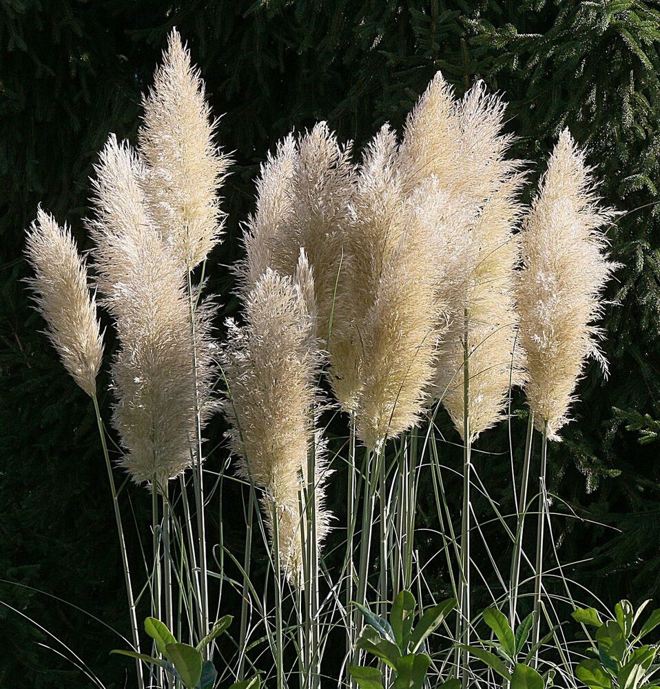 пампасная трава семена фото