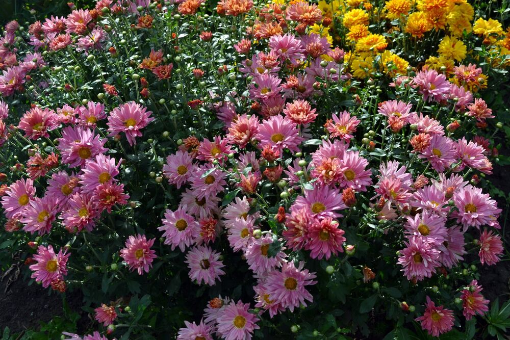 Хризантема садовая (111 фото)