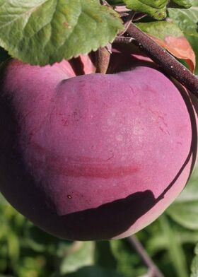 Яблоня домашняя Брянское розовое