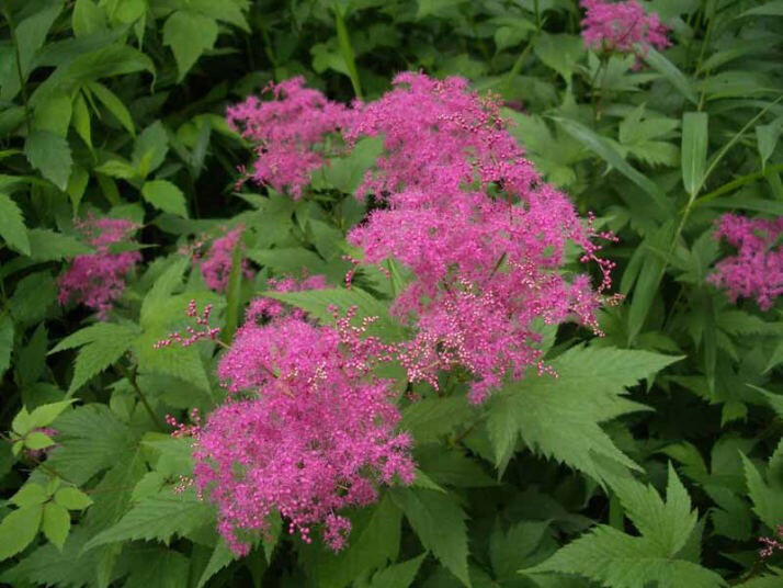 Лабазник пурпурный elegans фото